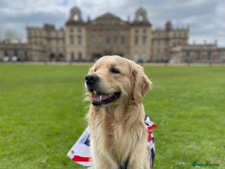 Golden Retriever dogs - Advert 3