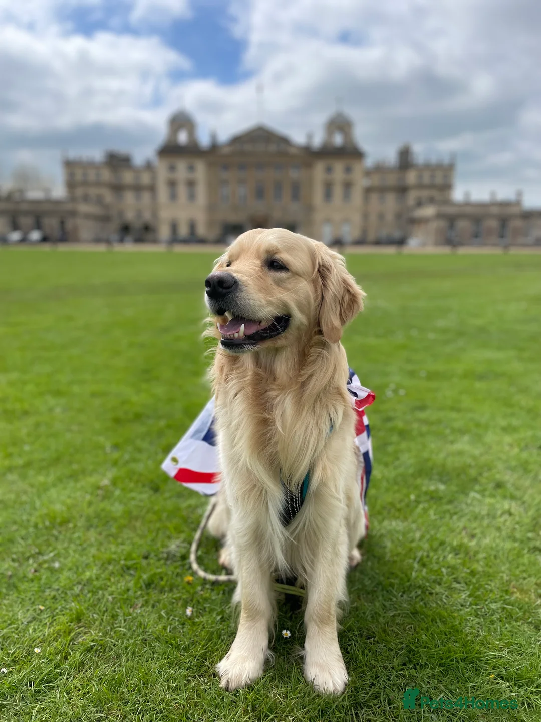 Golden Retriever dogs for stud: PROVEN KC Registered WOW  - Advert 9