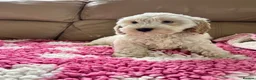 Cockapoo dogs for sale: F1 cockapoo puppies  - Advert 20