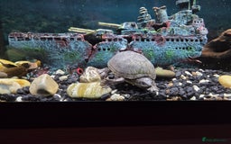 Turtle reptiles for sale: Musk turtle - Image 3