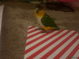 Parrots birds Black-Headed Caique - Advert 4