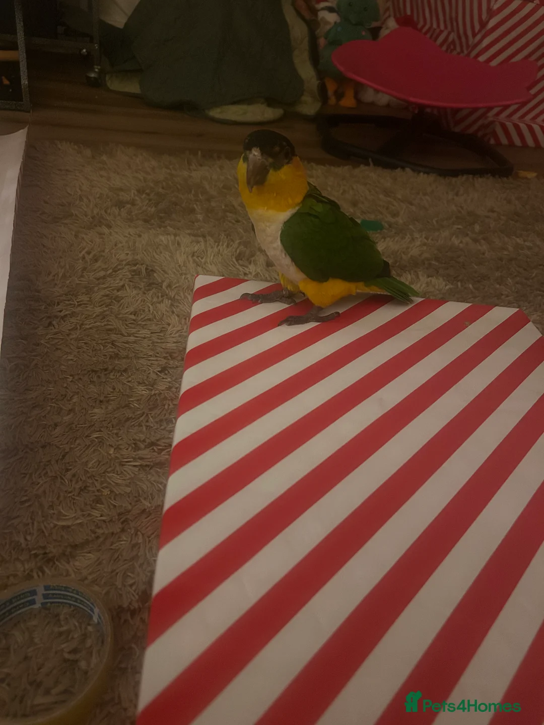 Parrots birds for sale: Black-Headed Caique - Advert 1