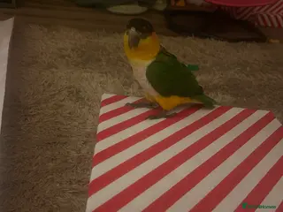 Parrots birds Black-Headed Caique - Advert 12