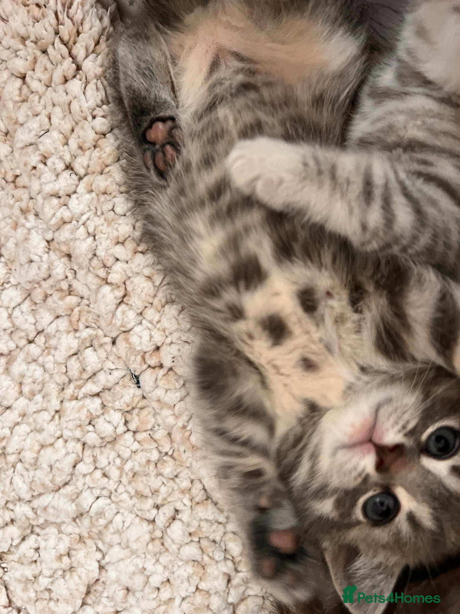 Scottish Fold cats for sale: Scottish and brittish kittens in Wigston - Advert 15