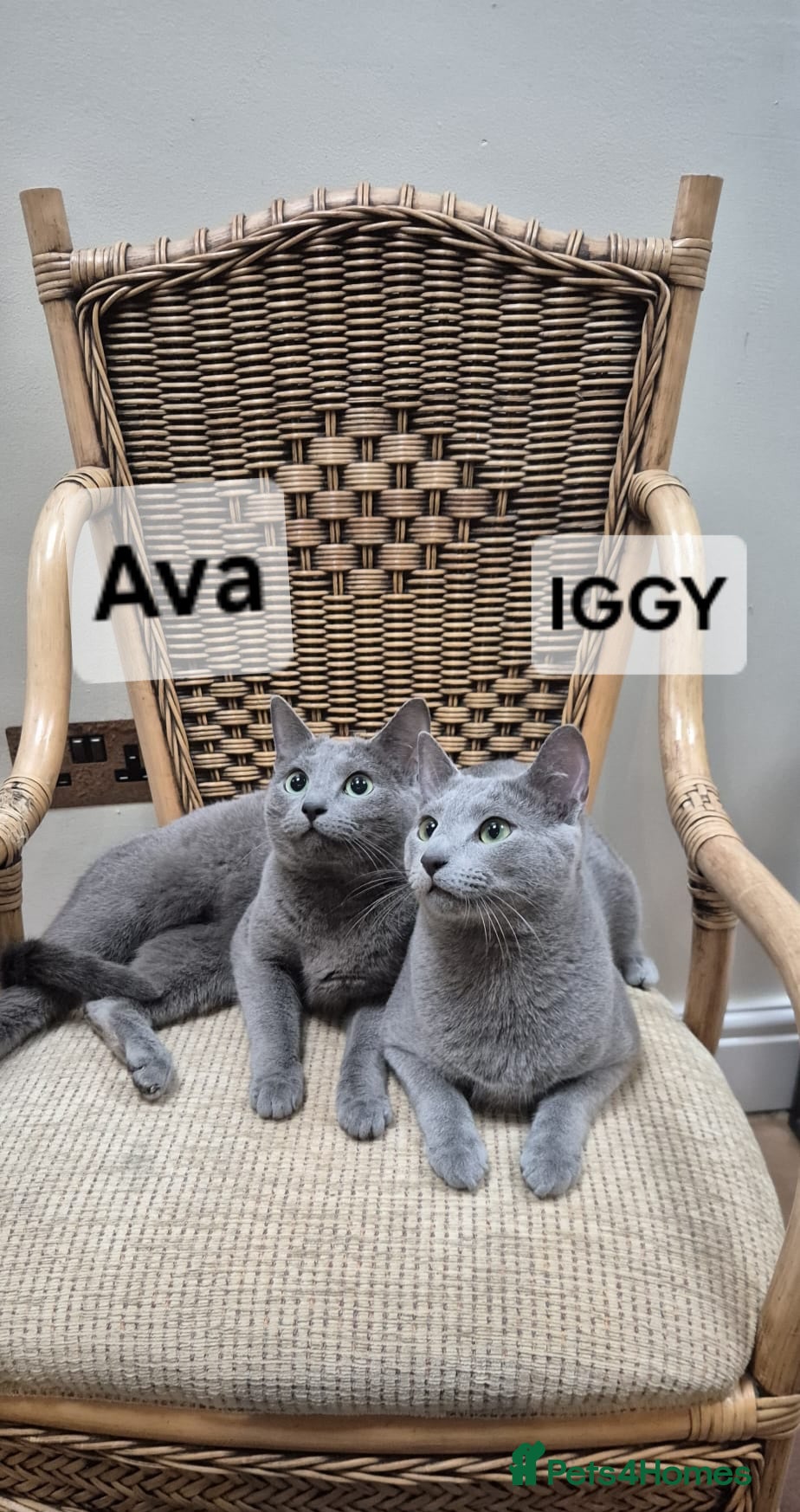 Russian Blue cats Beautiful pedigree Russian blue duo - Advert 3