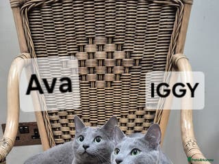 Russian Blue cats Beautiful pedigree Russian blue duo - Advert 3