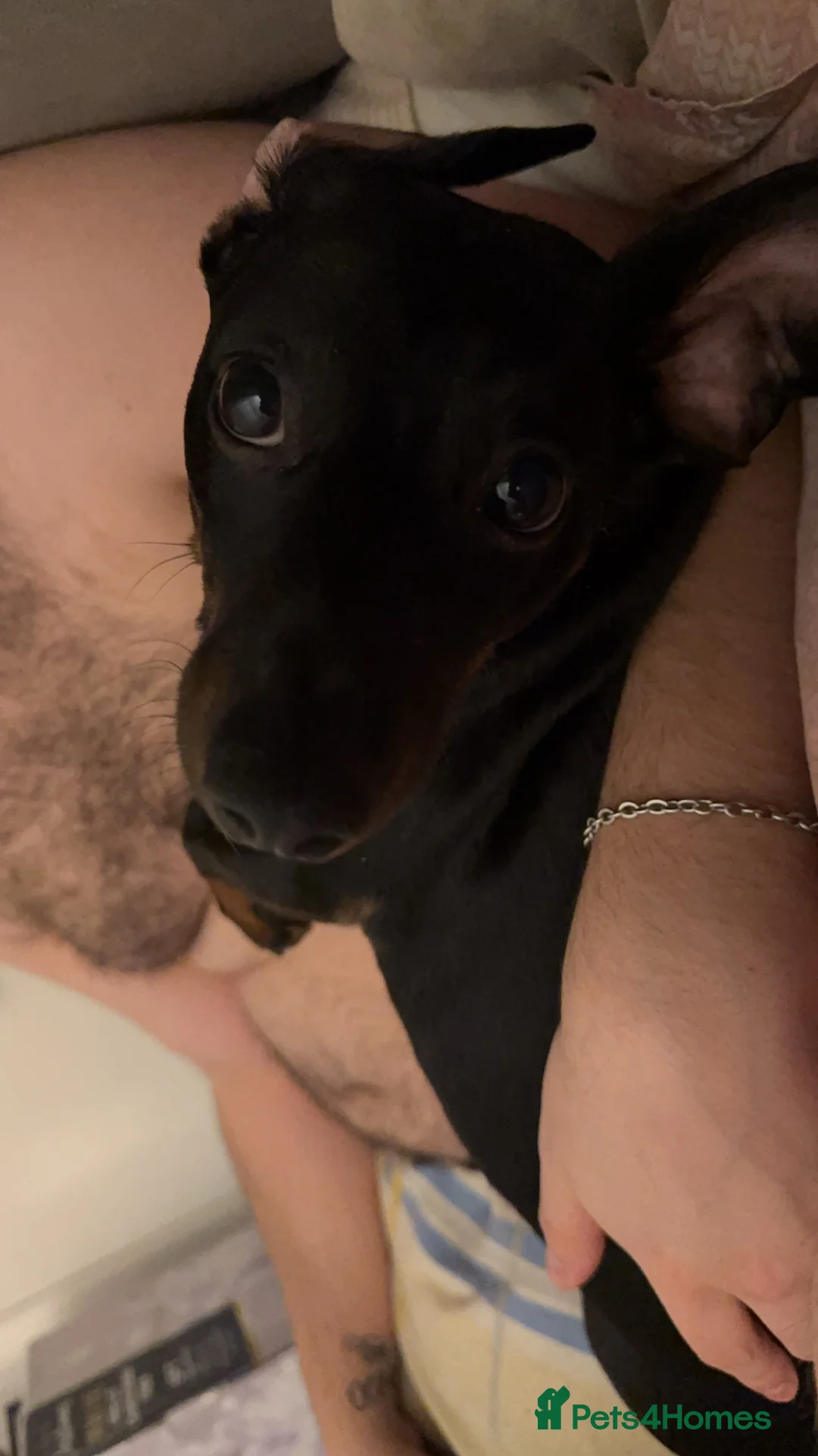 Miniature Dachshund dogs for sale: Miniature Dachshund for Sale - Advert 5