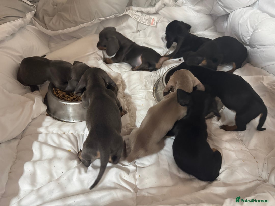 Dachshund dogs for sale: DACHSHUND PUPPIES  - Advert 3