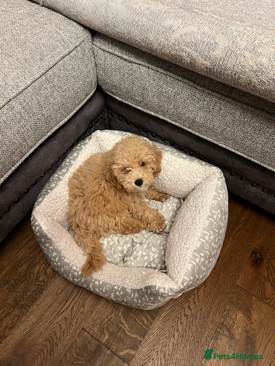Maltipoo dogs for sale: Gorgeous 3 month old Maltipoo boy 🐶🥰 - Image 13