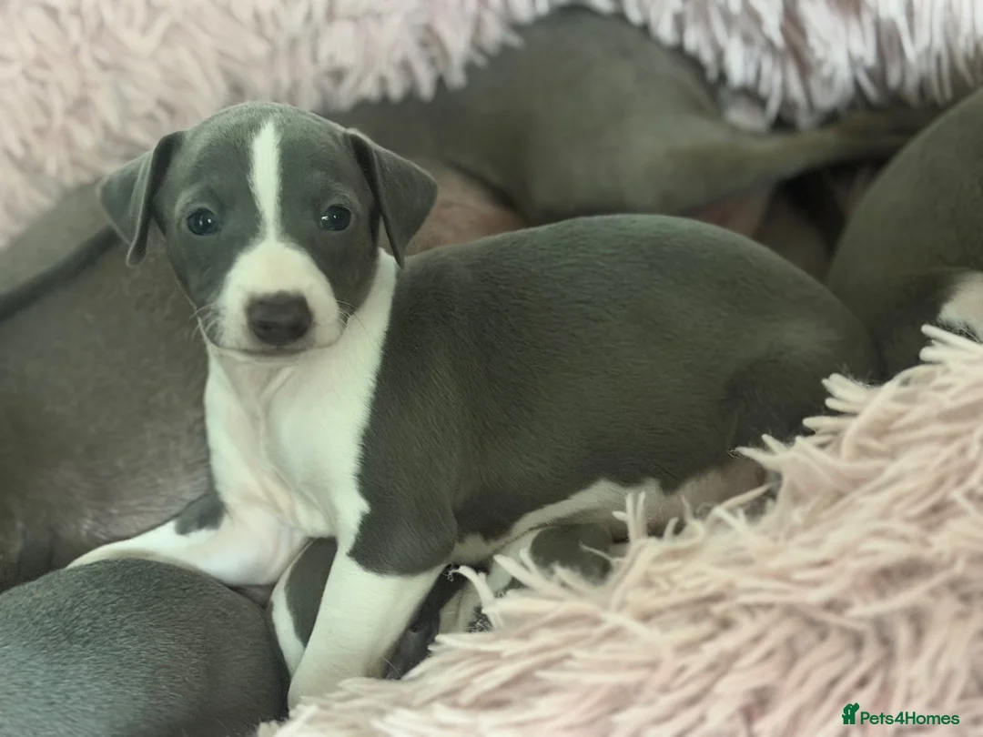 Italian Greyhound dogs for sale: Italian Greyhound Puppies - Advert 21