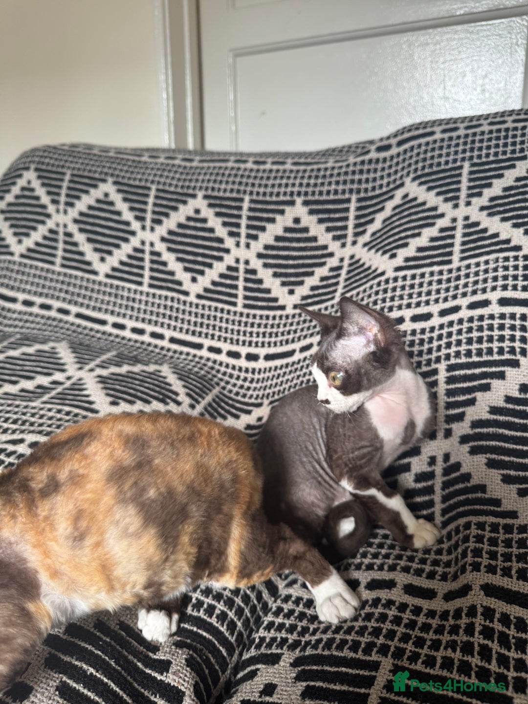 Devon Rex cats for sale: 1 girl left Devon Rex Kittens – Exceptional Type  in Stamford - Image 27