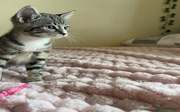 British Shorthair cats for sale: British Short Hair Cross Ragdoll Kitten  - Image 3