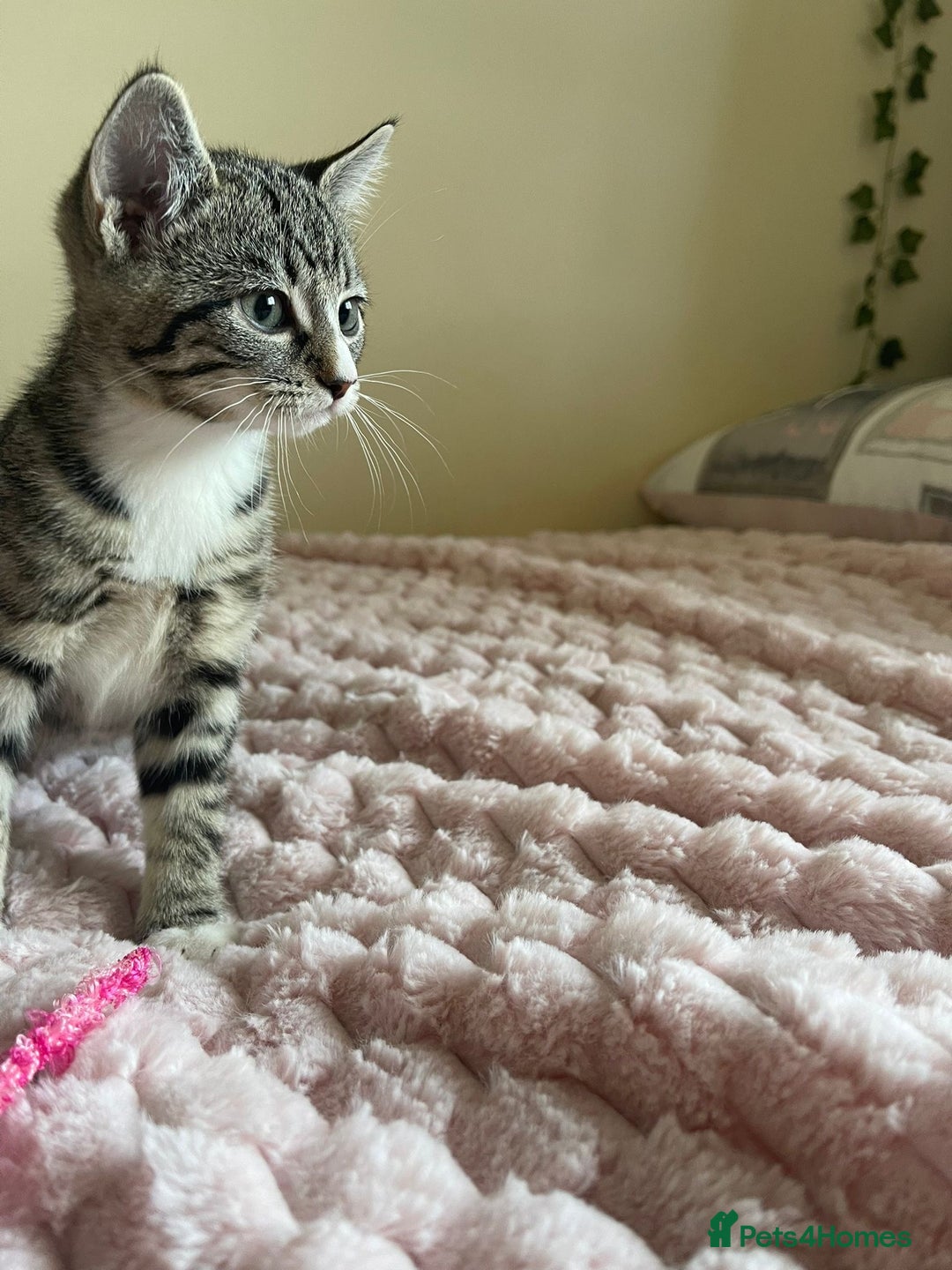 British Shorthair cats for sale: British Short Hair Cross Ragdoll Kitten  - Image 3