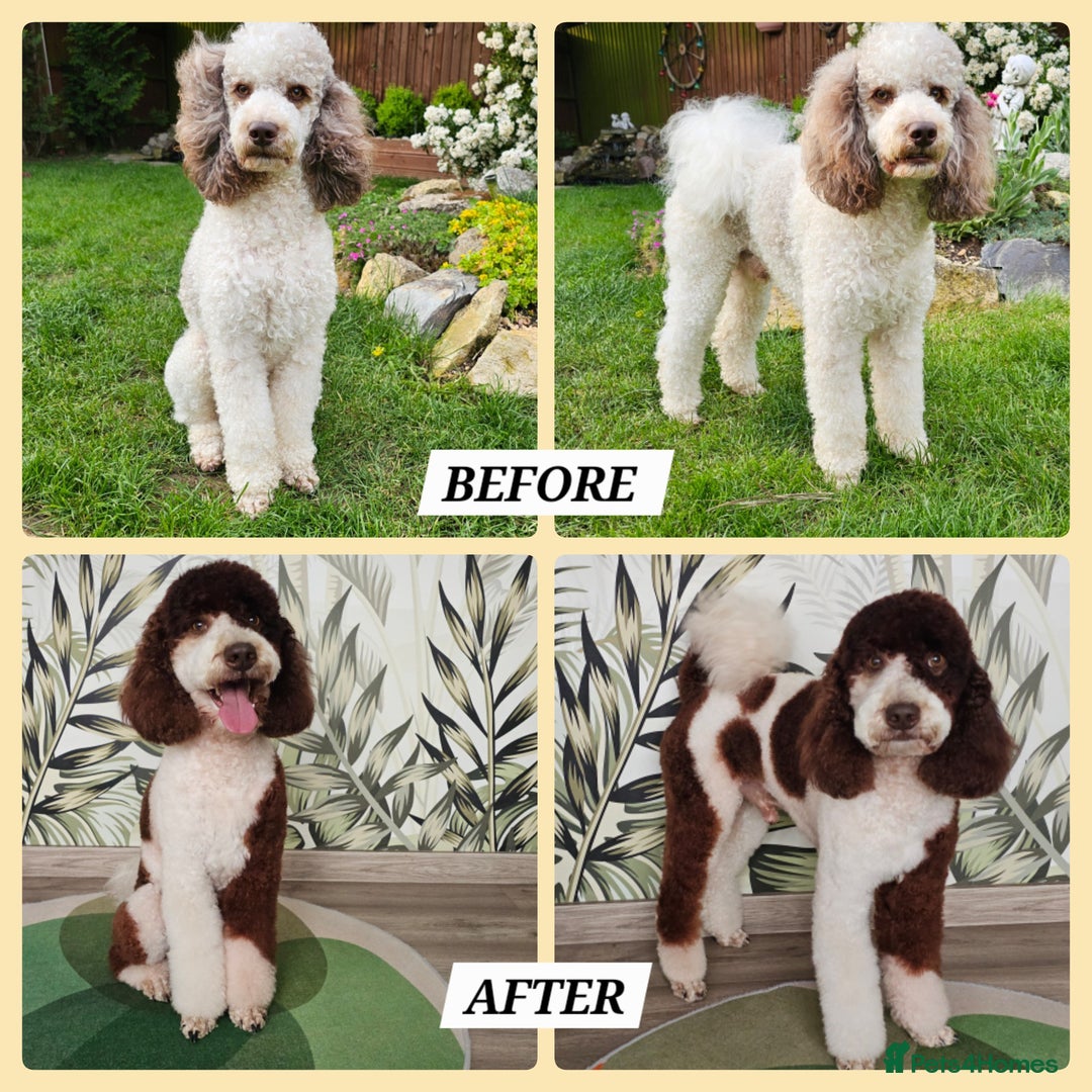 Labradoodle dogs for stud: FULLY HEALTH TESTED MOYEN POODLE STUD! in Kettering - Image 13