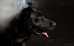 Border Collie dogs for sale: Border collie  - Image 30