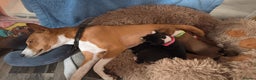Basenji dogs for sale: Adorable Basenji Puppies Awaiting Their Heroes. - Advert 12