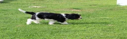 Cockapoo dogs for sale: Cockerlierpoo puppies for sale - Advert 31