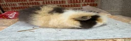 Guinea Pig rodents for sale: Bonded guinea pigs - mixed ages - Advert 6