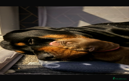 Rottweiler dogs for sale: Adorable Rottweiler puppies 🐶  - Advert 2