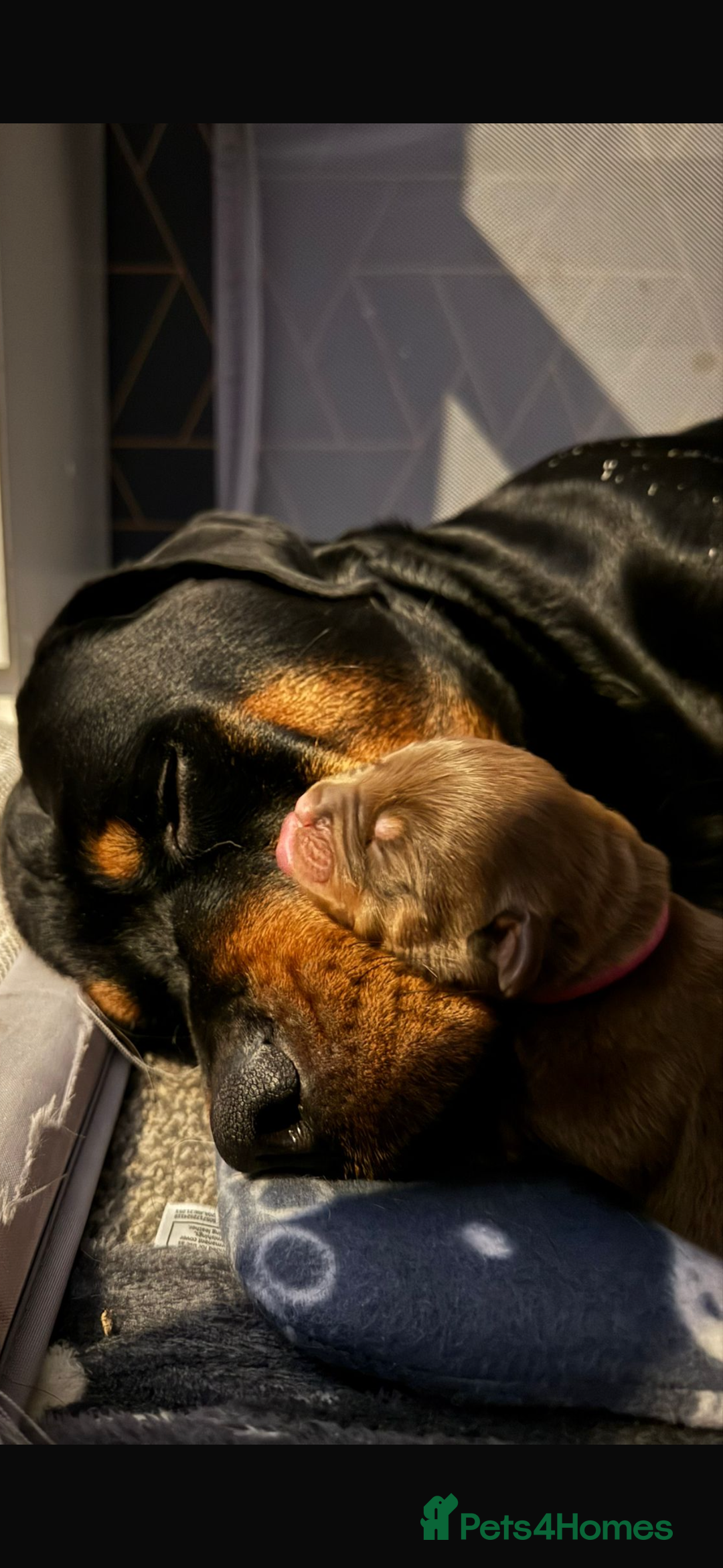 Rottweiler dogs for sale: Adorable Rottweiler puppies 🐶  - Advert 2