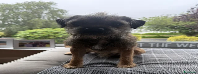 Murray