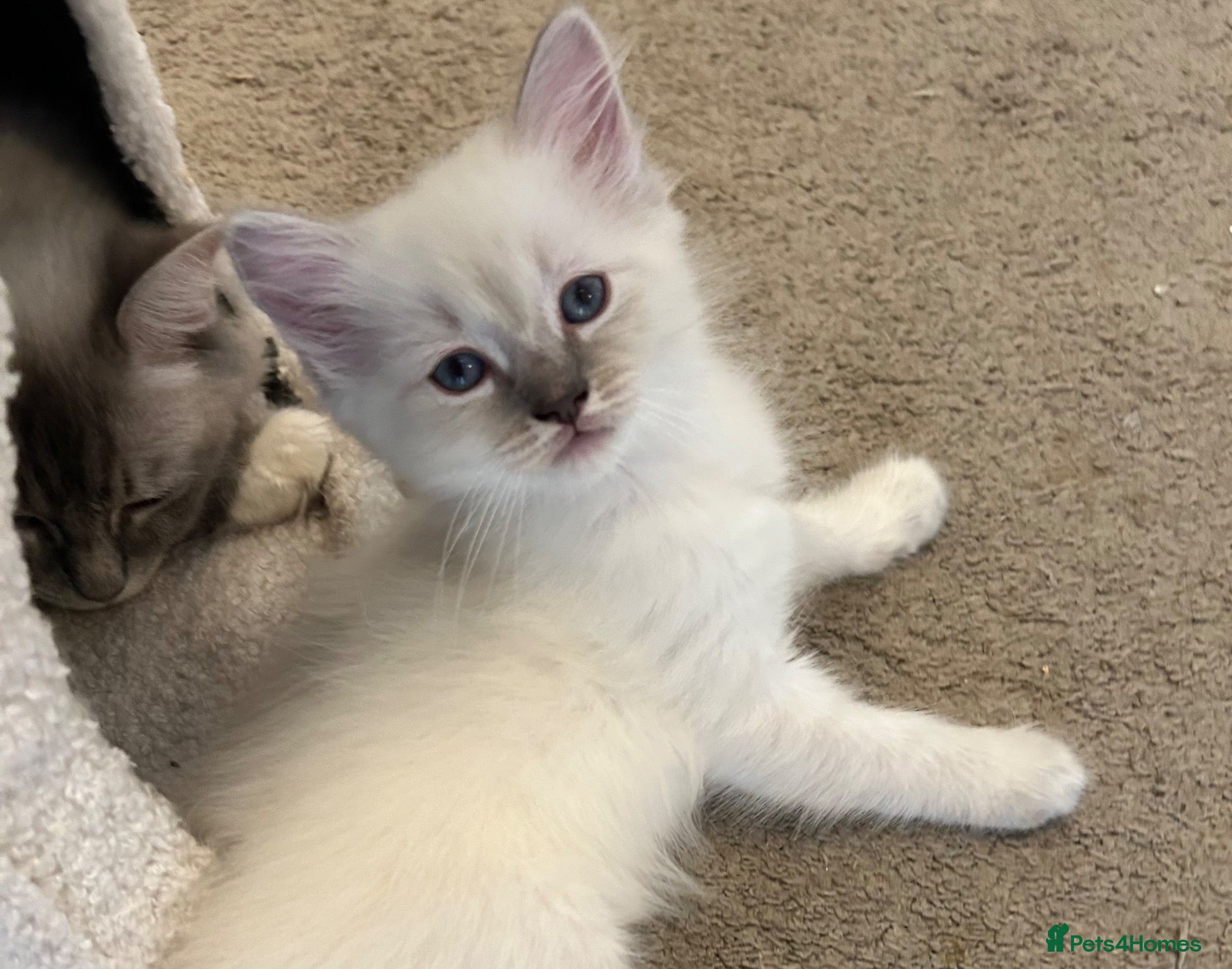 Ragdoll cats Beautiful pure Lynx Ragdoll male  - Advert 1