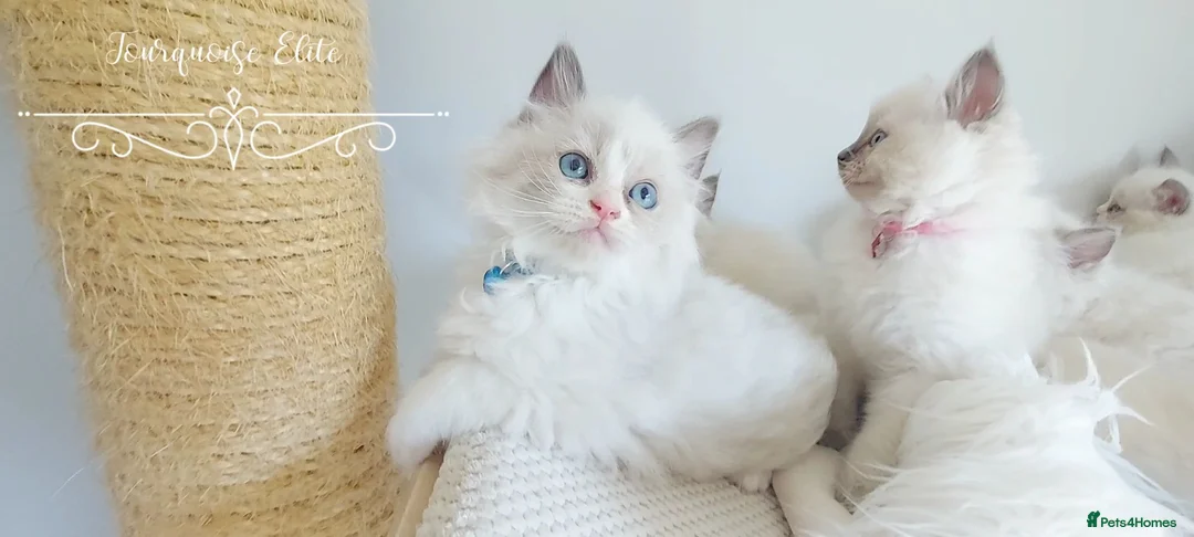 Ragdoll cats for sale: READY😻PURE BEAUTIFUL RAGDOLL 😻😻😻 - Advert 2