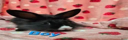 Lionhead rabbits for sale: Lion head bunnies ready now - Advert 6
