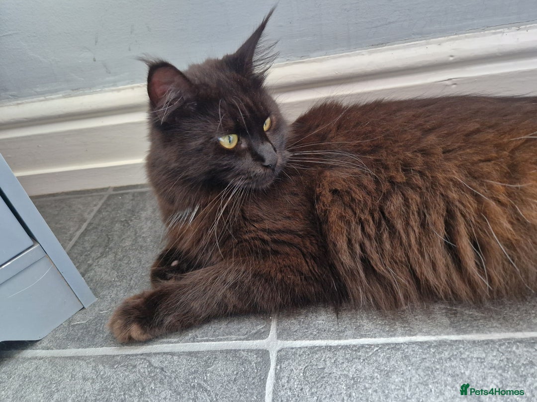 Maine Coon cats for sale: Stunning main coon girl for sale - Image 2