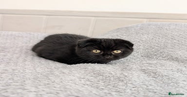 Scottish Fold cats - Advert 1