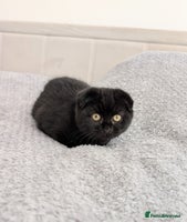 Scottish Fold cats - Advert 3