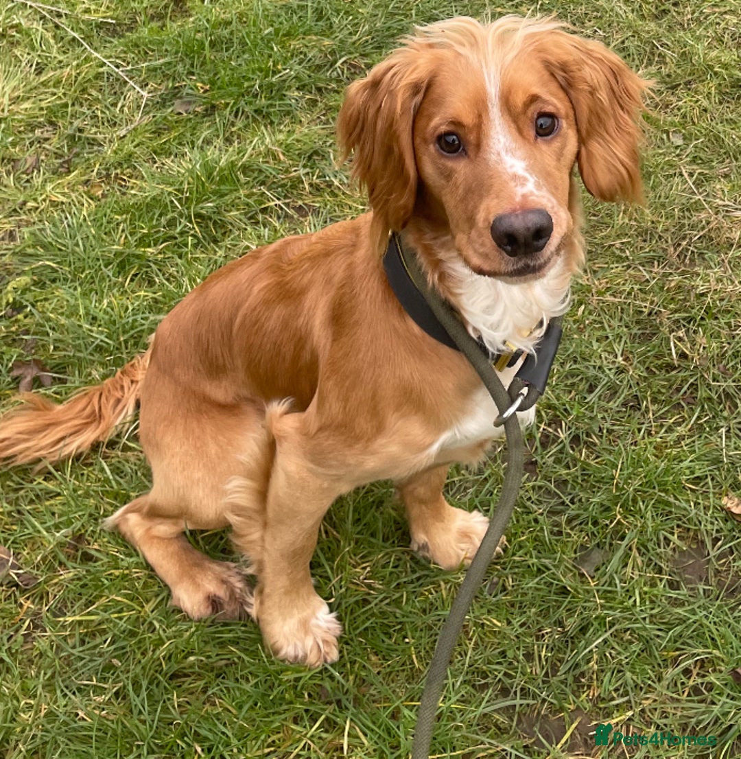 Cocker Spaniel dogs for stud: PROVEN KC working cocker  - Advert 3