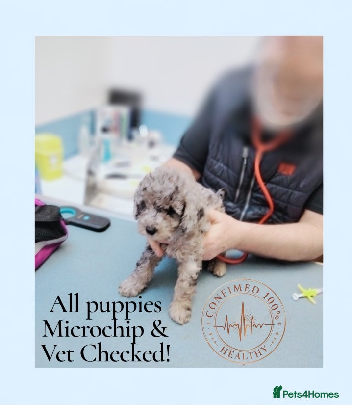 Cavapoo dogs Stunning Merle Girl F2B Cavapoo's HealthTested - Advert 7