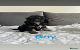Cockapoo dogs for sale: F2 cockapoo - Image 1