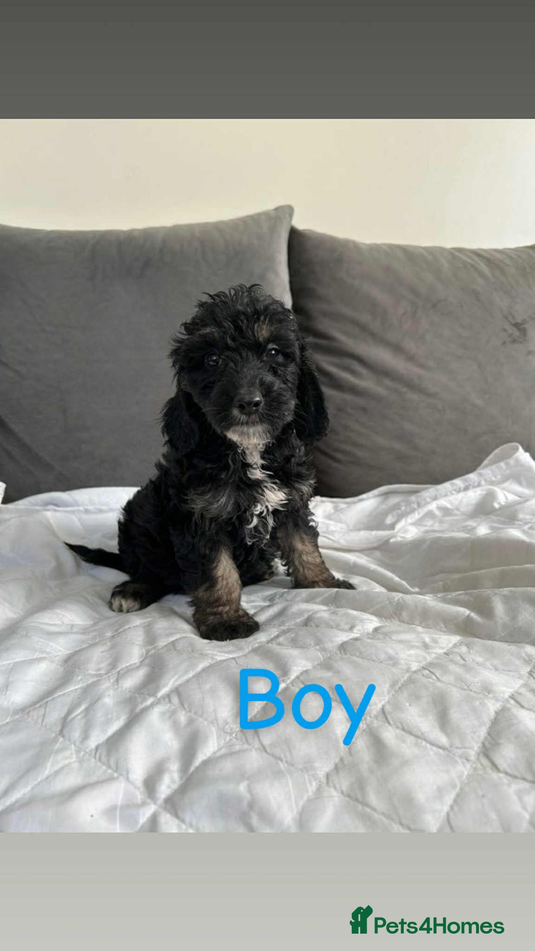 Cockapoo dogs for sale: F2 cockapoo - Image 1