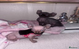 Sphynx cats for sale: Half Elf sphynx  - Image 6