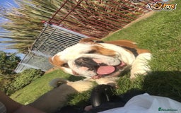 English Bulldog dogs for stud: QUALITY RED AND WHITE BULLDOG STUD DISCOUNT CHIPS in Sunderland - Image 1