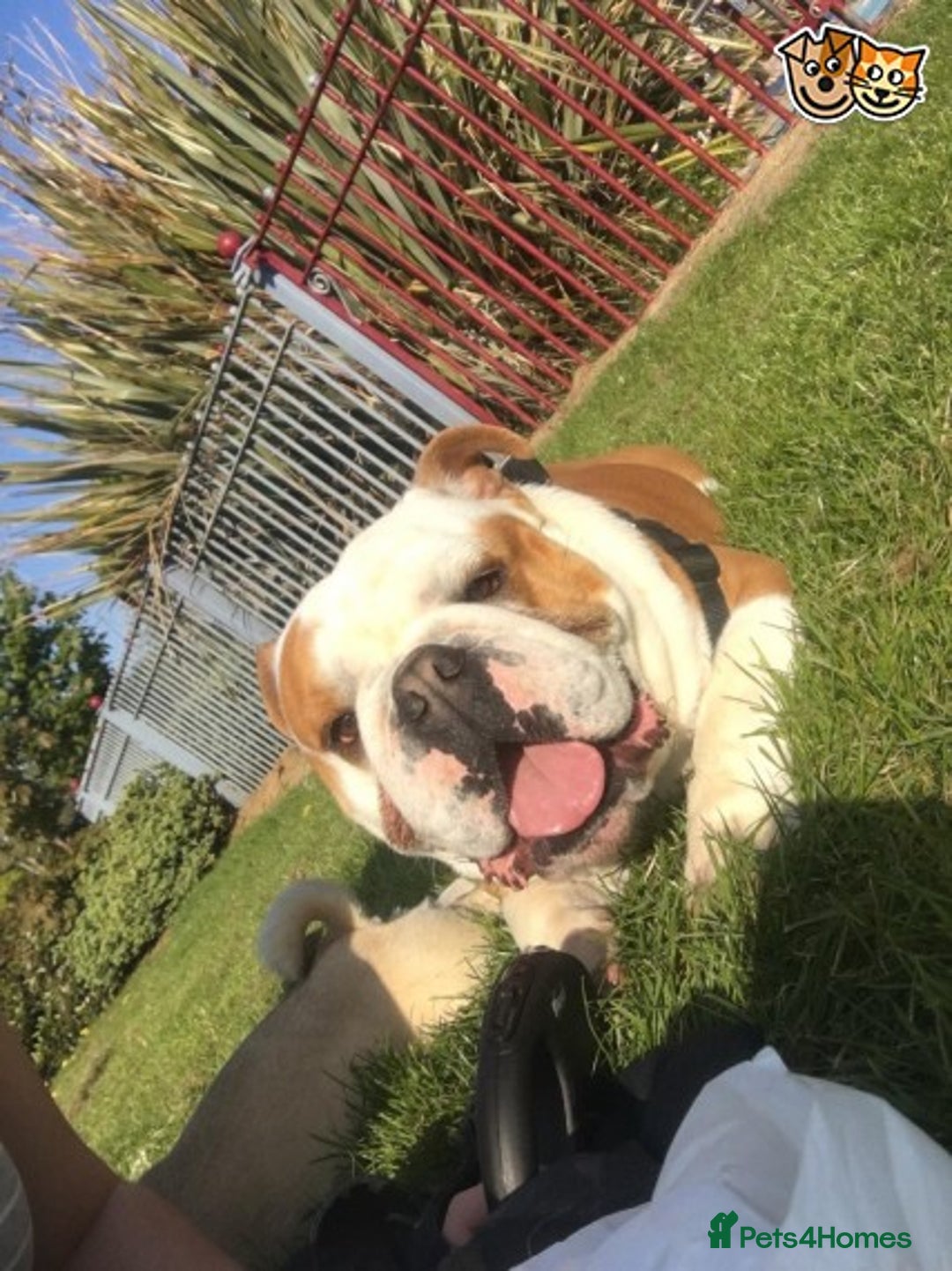English Bulldog dogs for stud: QUALITY RED AND WHITE BULLDOG STUD DISCOUNT CHIPS in Sunderland - Image 1