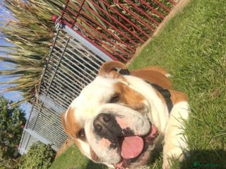 English Bulldog dogs QUALITY RED AND WHITE BULLDOG STUD DISCOUNT CHIPS in Sunderland - Advert 9