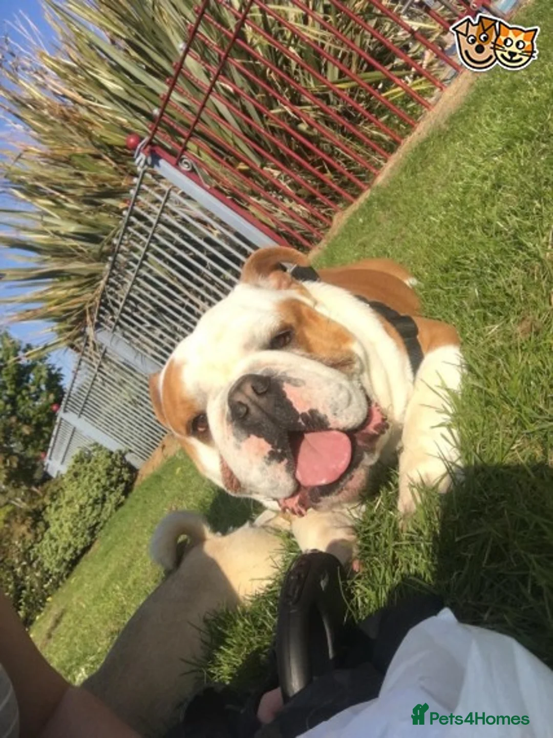 English Bulldog dogs for stud: QUALITY RED AND WHITE BULLDOG STUD DISCOUNT CHIPS in Sunderland - Advert 1
