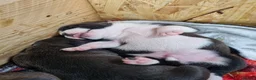 Staffordshire Bull Terrier dogs for sale: Staffy s due on the 23rd - Advert 2