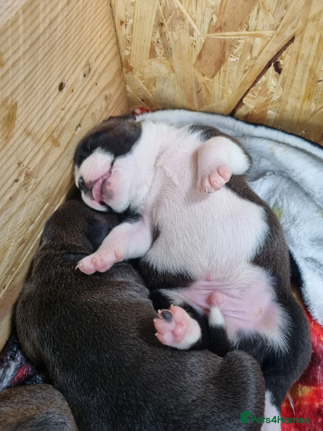 Staffordshire Bull Terrier dogs for sale: Staffy s due on the 23rd - Advert 2
