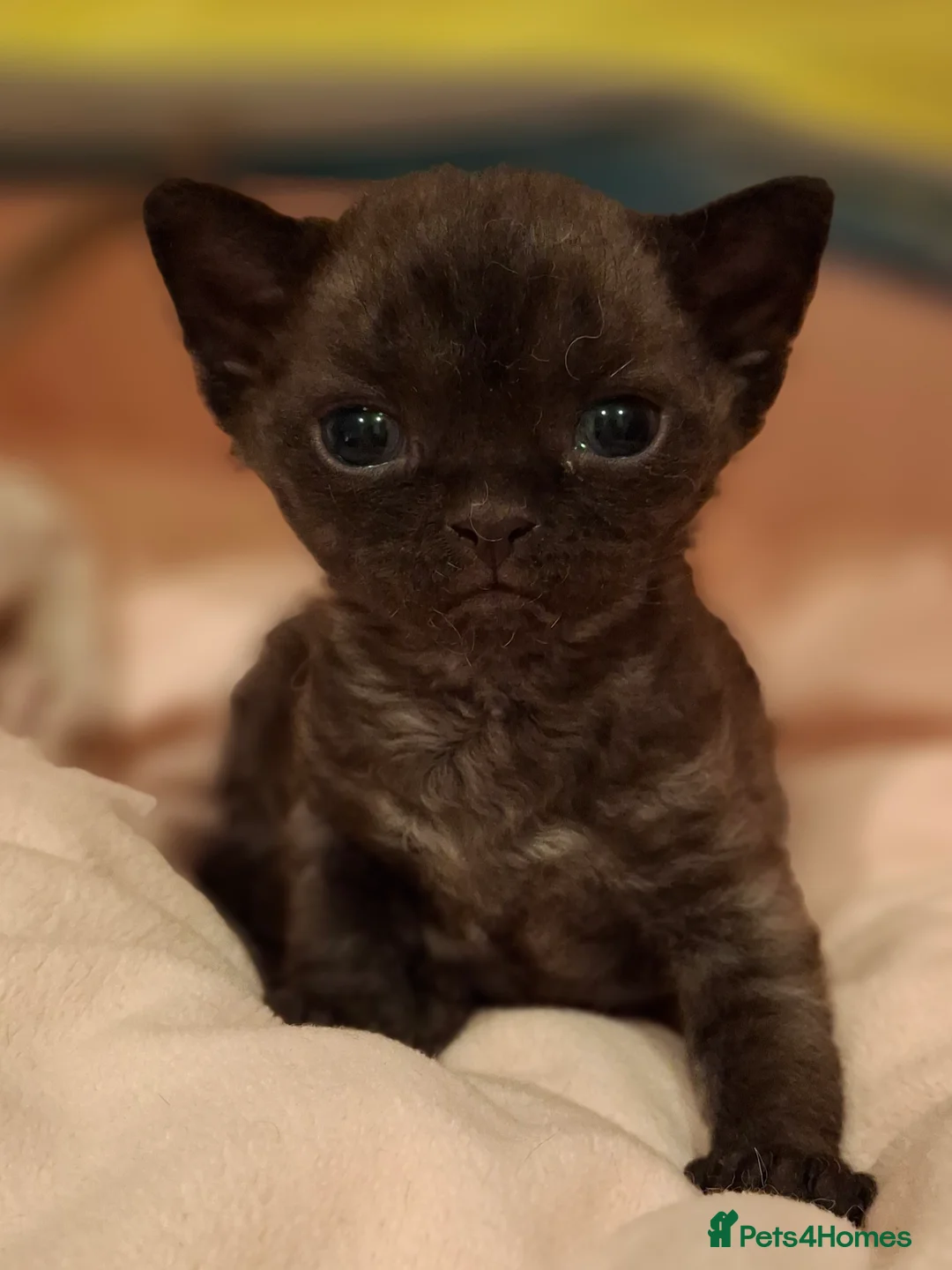 Devon Rex cats for sale: Devon Rex-Legal registered in FIFE🌸 - Advert 2