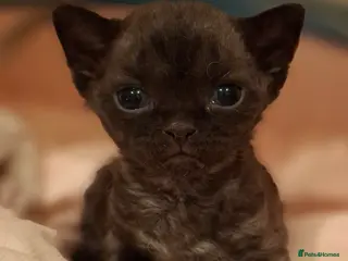 Devon Rex cats Last girl still available!!! - Advert 15