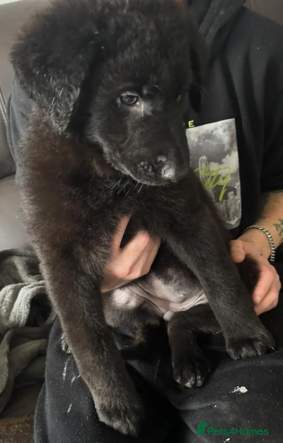 Mixed Breed dogs for sale: Intelligent & Loyal Shepadoodle Puppies - Advert 12