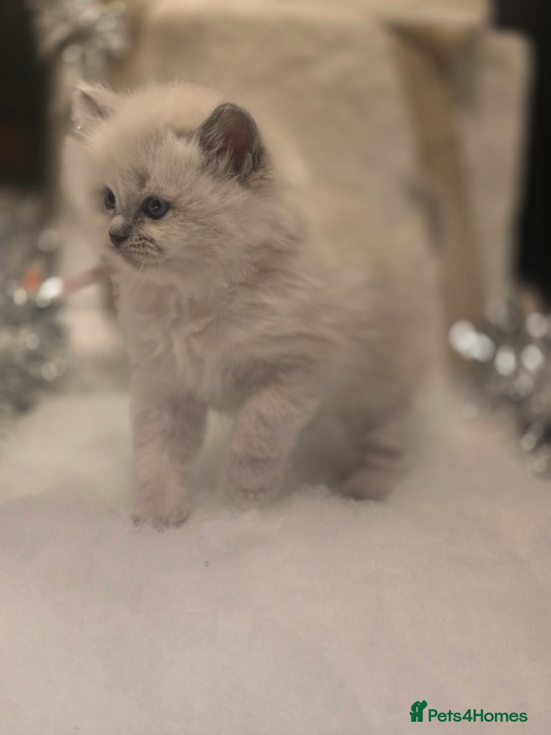 Ragdoll cats for sale: Precious GOOF Registered Ragdoll Kittens - 2 Girls - Advert 7