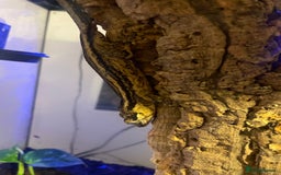 Gecko reptiles for sale: Gargoyle Gecko  - Image 3