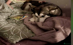 Utonagan dogs for sale: Huskamute - Advert 4