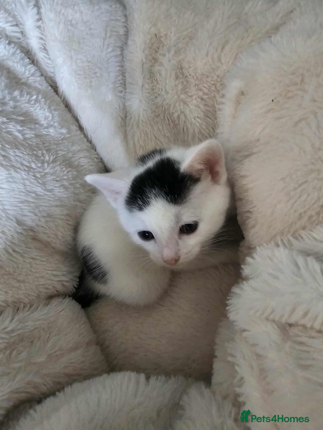 Mixed Breed cats for sale: 6 beautiful boys  - Image 9