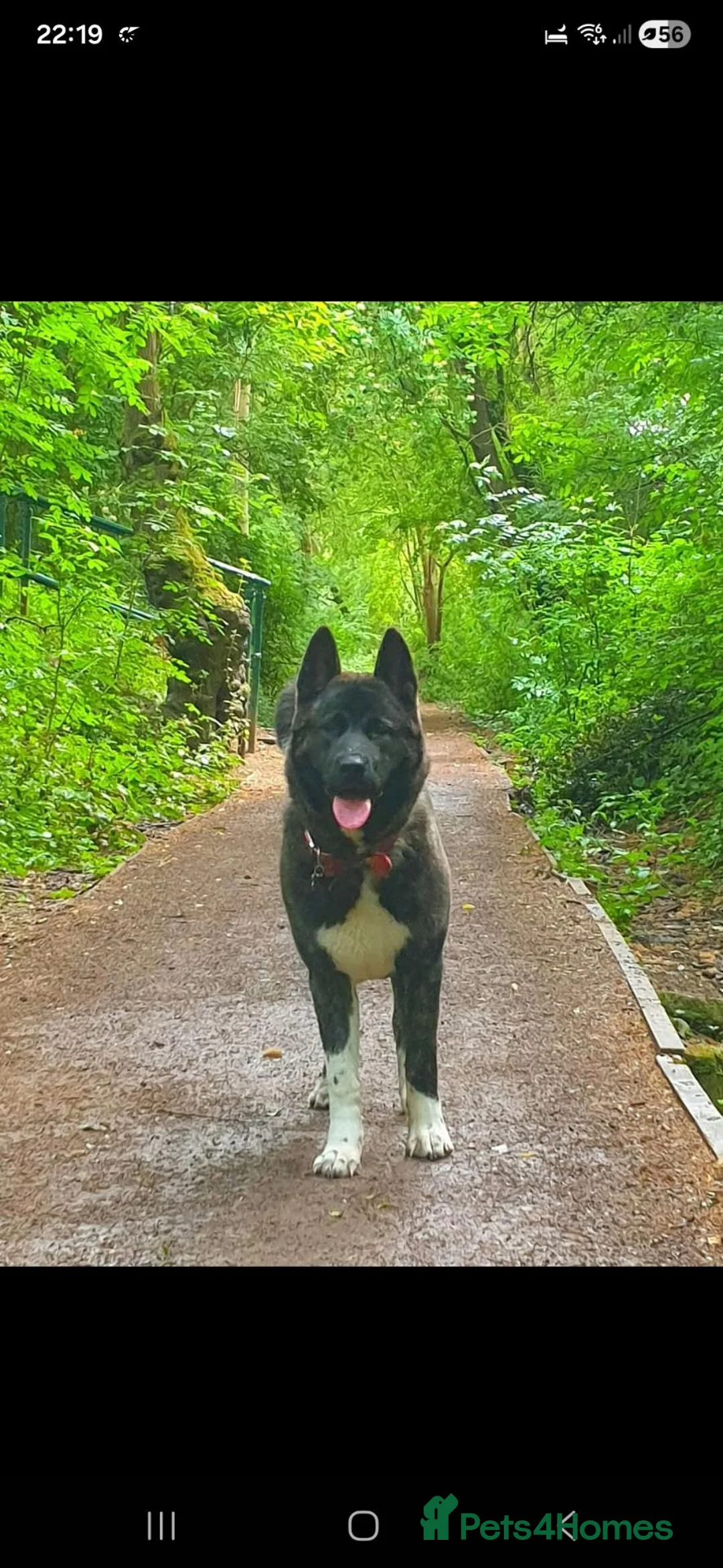 Akita dogs for sale: Free to the right home - Advert 1